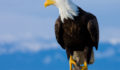 Image of a bald eagle perched on a tree stub.