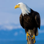 Image of a bald eagle perched on a tree stub.