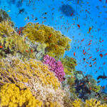 Coral garden