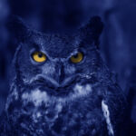 Watchful Blue Owl at night.
