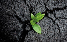 How ABF grew out of a crisis plant crack