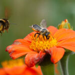Biodiversity