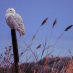 A snowy owl perches on top of a fence post and looks backward.