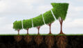 Image of tree's trimmed into the shape of an arrow pointing up