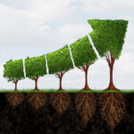 Image of tree's trimmed into the shape of an arrow pointing up