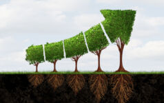 Image of tree's trimmed into the shape of an arrow pointing up